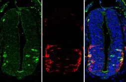 Anti-LHX3 antibody used in IHC (Paraffin sections) (IHC-P). GTX134076