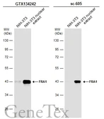 Anti-FRA1 antibody used in Western Blot (WB). GTX134242
