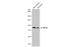 Anti-KIF3A antibody used in Western Blot (WB). GTX134434