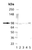 Anti-Calnexin antibody used in Western Blot (WB). GTX13505