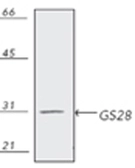Anti-GOSR1 antibody [HFD9-5] used in Western Blot (WB). GTX13522