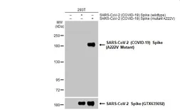 Anti-SARS-CoV-2 (COVID-19) Spike (A222V Mutant) antibody used in Western Blot (WB). GTX135960