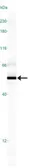 Anti-SMAD6 antibody used in Western Blot (WB). GTX13727