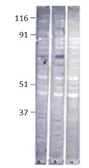 Anti-Baboon antibody used in Western Blot (WB). GTX14681