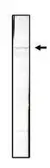 Anti-SMC1 antibody [C2M] used in Western Blot (WB). GTX16147