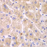 Anti-TXNRD2 antibody used in IHC (Paraffin sections) (IHC-P). GTX16430