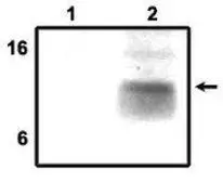 Anti-DAP12 antibody used in Immunoprecipitation (IP). GTX16462