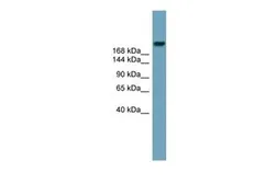 Anti-ABCA12 antibody, Internal used in Western Blot (WB). GTX16583