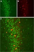 Anti-KCNMB2 antibody used in IHC (Frozen sections) (IHC-Fr). GTX16645