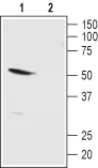 Anti-KCNK13 antibody used in Western Blot (WB). GTX16693