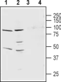 Anti-Kv9.3 antibody used in IHC (Free Floating) (IHC (Free Floating)). GTX16709