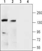 Anti-Maxi Potassium channel alpha antibody used in Western Blot (WB). GTX16725