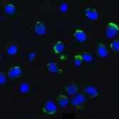 Anti-AMBRA1 antibody used in Immunocytochemistry/ Immunofluorescence (ICC/IF). GTX17003