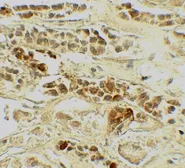 Anti-TRF2 antibody used in IHC (Paraffin sections) (IHC-P). GTX17215