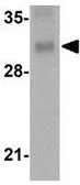 Anti-ORAI3 antibody [1B4F1] used in Western Blot (WB). GTX17268