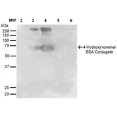 Anti-4 Hydroxynonenal antibody [12F7] used in Western Blot (WB). GTX17571