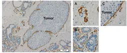 Anti-Laminin 511 antibody [12D] used in IHC (Frozen sections) (IHC-Fr). GTX17688