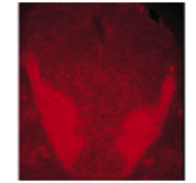 Anti-Synaptobrevin antibody [4E240] used in Immunohistochemistry (IHC). GTX18013