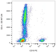Anti-CD19 antibody [LT19] (PE) used in Flow cytometry (FCM). GTX18229