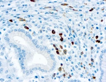 Mouse Anti-Human lambda light chain antibody [N10/2] (ready-to-use). GTX20874