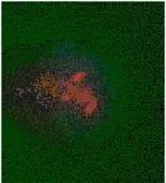 Anti-5-Methylcytosine / 5-mC antibody used in Immunocytochemistry/ Immunofluorescence (ICC/IF). GTX21884