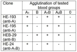 Anti-Blood Group A1B antigen antibody [HE-24] used in Agglutination (Agglutination). GTX22525