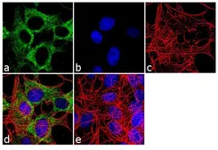 Anti-mAChR M2 antibody [31-1D1] used in Immunocytochemistry/ Immunofluorescence (ICC/IF). GTX22805