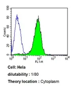 Anti-ARF1/ARF3/ARF5/ARF6 antibody [1D9] used in Flow cytometry (FCM). GTX22806