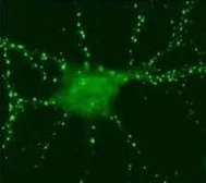 Anti-SynGAP antibody used in Immunocytochemistry/ Immunofluorescence (ICC/IF). GTX23344