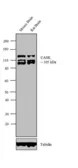 Anti-CASK antibody used in Western Blot (WB). GTX23383