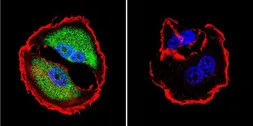 Anti-NFAT5 antibody used in Immunocytochemistry/ Immunofluorescence (ICC/IF). GTX23446