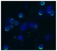 Anti-CD62L antibody [IVA94] used in Immunocytochemistry/ Immunofluorescence (ICC/IF). GTX23920