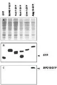 Anti-ATG12 antibody used in Western Blot (WB). GTX24752