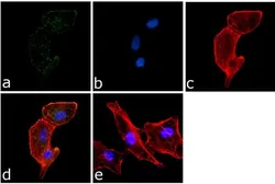 Anti-PYK2 (phospho Tyr402) antibody used in Immunocytochemistry/ Immunofluorescence (ICC/IF). GTX24800