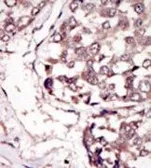 Anti-RYK antibody used in IHC (Paraffin sections) (IHC-P). GTX25518
