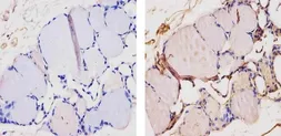 Anti-Thyroid Hormone Receptor alpha antibody used in IHC (Paraffin sections) (IHC-P). GTX25621