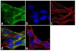 Anti-FE65 antibody used in Immunocytochemistry/ Immunofluorescence (ICC/IF). GTX25668