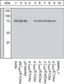 Anti-PKC eta (phospho Thr655) antibody used in Western Blot (WB). GTX25798