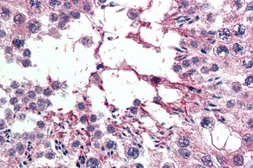Anti-RanBP16 antibody, C-term used in IHC (Paraffin sections) (IHC-P). GTX26041