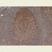 Anti-MCM5 antibody [CRCT5.1 (A2.7A3)] used in IHC (Paraffin sections) (IHC-P). GTX26154