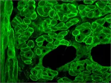 Anti-Dystrophin antibody [MANDYS8] used in IHC (Frozen sections) (IHC-Fr). GTX27163