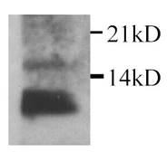 Anti-IL15 antibody used in Western Blot (WB). GTX27215