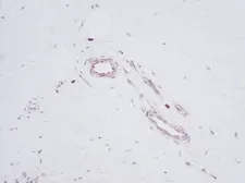 Anti-TGF alpha antibody used in IHC (Paraffin sections) (IHC-P). GTX27293