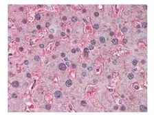 Anti-Apolipoprotein A1 antibody used in IHC (Paraffin sections) (IHC-P). GTX27613