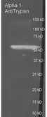 Anti-alpha 1 Antitrypsin antibody used in Western Blot (WB). GTX27633