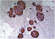 Anti-C-Peptide antibody [C-PEP-01] used in IHC (Paraffin sections) (IHC-P). GTX27761