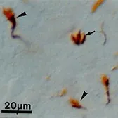 Anti-Growth Cone Marker antibody [2G13] used in IHC (Paraffin sections) (IHC-P). GTX27762