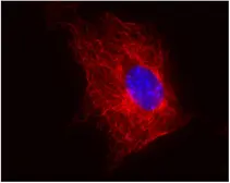 Anti-beta Tubulin antibody [TU-06] used in Immunocytochemistry/ Immunofluorescence (ICC/IF). GTX27792