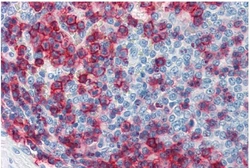 Anti-CD43 antibody [MEM-59] used in IHC (Paraffin sections) (IHC-P). GTX29088