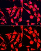 Anti-KAO antibody used in Immunocytochemistry/ Immunofluorescence (ICC/IF). GTX30017